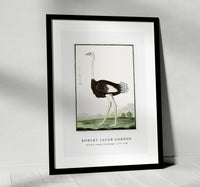 Robert Jacob Gordon - Struthio camelus Struisvogel (1777–1786)