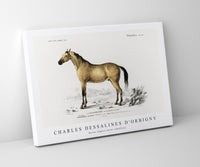 
              Charles Dessalines D'Orbigny - Horse (Equus ferus caballus)
            