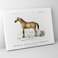 Charles Dessalines D'Orbigny - Horse (Equus ferus caballus)