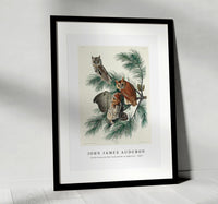 John James Audubon - Little Screech Owl from Birds of America (1827)
