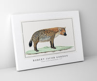 Robert Jacob Gordon - Crocuta crocuta spotted Hyena (1777)