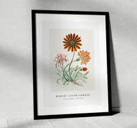 Robert Jacob Gordon-Gorteria diffusa (1777–1786)