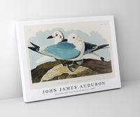 John James Audubon - Kittiwake Gull from Birds of America (1827)