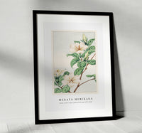 Megata Morikaga - Kuchi nashi (cape jasmine) during 1870–1880