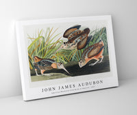 John James Audubon - American Woodcock from Birds of America (1827)