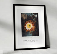 Robert John Thornton - The Night–Blowing Cereus from The Temple of Flora (1807)