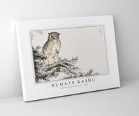 Numata Kashu - Japanese Scops Owl and Fir illustration from Pictorial Monograph of Birds (1885)