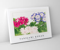 Tanigami Konan - Vintage cineraria flower