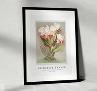 Frederick Sander - Cattleya Mendelli, Duke of Marlborough from Reichenbachia Orchids-1847-1920