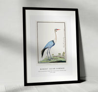 Robert Jacob Gordon - Grus carunculatus Bugeranus carunculatus wattled crane (1777–1786)