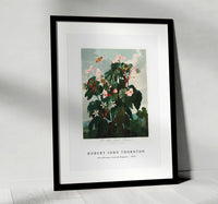 Robert John Thornton - The Oblique–Leaved Begonia from The Temple of Flora (1807)