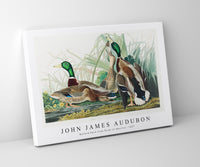 John James Audubon - Mallard Duck from Birds of America (1827)