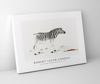 Robert Jacob Gordon - Equus quagga burchellii plains zebra (ca.1777)