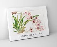 Tanigami Konan - Cymbidium orchid