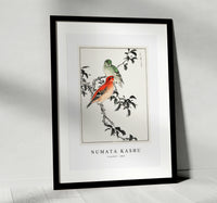 Numata Kashu - Crossbill illustration from Pictorial Monograph of Birds (1885)