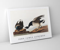 John James Audubon - Brant Goose from Birds of America (1827)