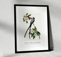 John James Audubon - Fork-tailed Flycatcher from Birds of America (1827)