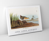 John James Audubon - Yellow-breasted Rail from Birds of America (1827)