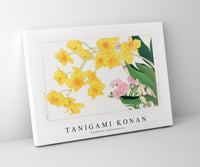 Tanigami Konan - Dendobium Chbysotoxuum
