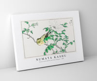 Numata Kashu - Brown-eared Bulbul and Rosa Rugosa illustration from Pictorial Monograph of Birds (1885)