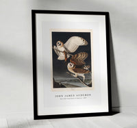 John James Audubon - Barn Owl from Birds of America (1827)