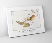 Numata Kashu - Golden Pheasant and Flower of Japanese Quince illustration from Pictorial Monograph of Birds (1885)