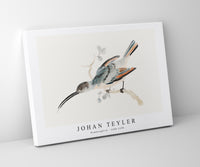 Johan Teyler - Hummingbird (1688-1698)