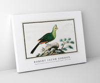 Robert Jacob Gordon - Tauraco corythai Knysna turaco or Knysna lourie (1777–1786)