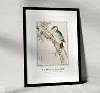 Numata Kashu - Japanese Green Woodpecker illustration from Pictorial Monograph of Birds (1885)