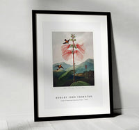 Robert John Thornton - Large–Flowering Sensitive Plant from The Temple of Flora (1807)