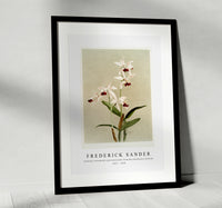 Frederick Sander - Cattleya intermedia punctatissima from Reichenbachia Orchids-1847-1920