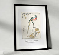 Numata Kashu - Macaw and Drooping Peach illustration from Pictorial Monograph of Birds (1885)