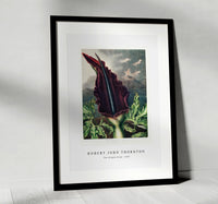 Robert John Thornton - The Dragon Arum from The Temple of Flora (1807)