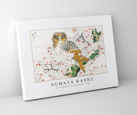 Numata Kashu - Short-eared Owl and Cherry Flower illustration from Pictorial Monograph of Birds (1885)