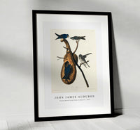 John James Audubon - Purple Martin from Birds of America (1827)