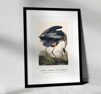John James Audubon - Great blue Heron from Birds of America (1827)