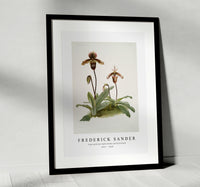 Frederick Sander - Cypripedium (hybridum) pollettianum-1847-1920