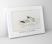 Numata Kashu - Gull illustration from Pictorial Monograph of Birds (1885)