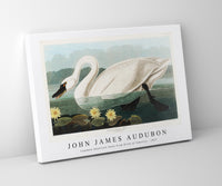 John James Audubon-Common American Swan from Birds of America (1827)