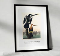 John James Audubon - Black-bellied Darter from Birds of America (1827)