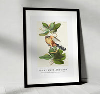 John James Audubon - Mangrove Cuckoo from Birds of America (1827)