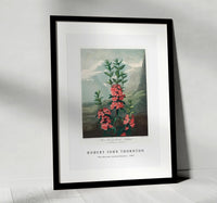 Robert John Thornton -The Narrow–Leaved Kalmia from The Temple of Flora (1807)