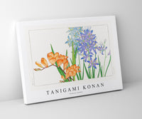 Tanigami Konan - Freesia flower