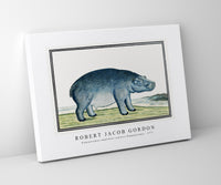 Robert Jacob Gordon - Hippopotamus amphibius capensis Hippopotamus (ca.1777)