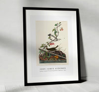 John James Audubon - Golden-crowned Thrush from Birds of America (1827)