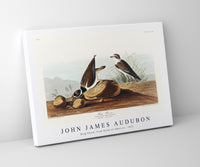 John James Audubon - Ring Plover from Birds of America (1827)