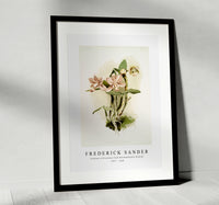 Frederick Sander - Cattleya o'brieniana from Reichenbachia Orchids-1847-1920