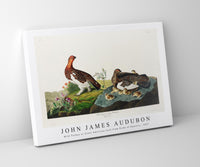 John James Audubon - Wild Turkey or Great American Cock from Birds of America (1827)