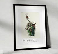 John James Audubon - Marsh Wren from Birds of America (1827)