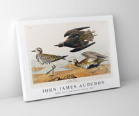 John James Audubon - Golden Plover from Birds of America (1827)